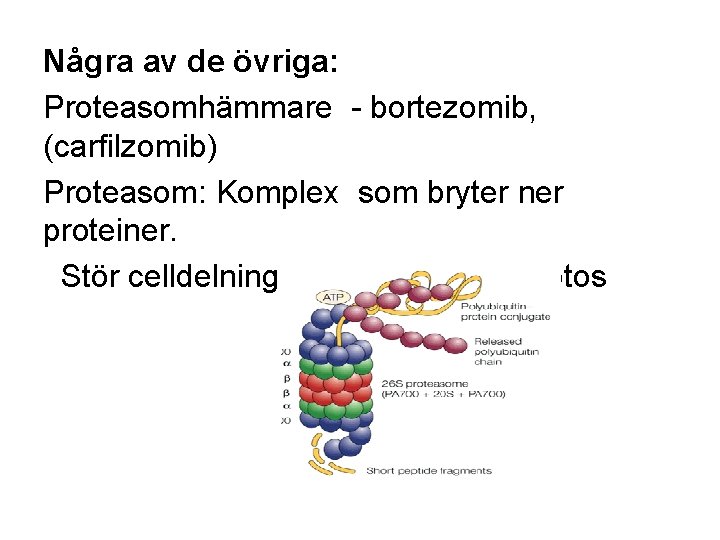 Några av de övriga: Proteasomhämmare - bortezomib, (carfilzomib) Proteasom: Komplex som bryter ner proteiner.