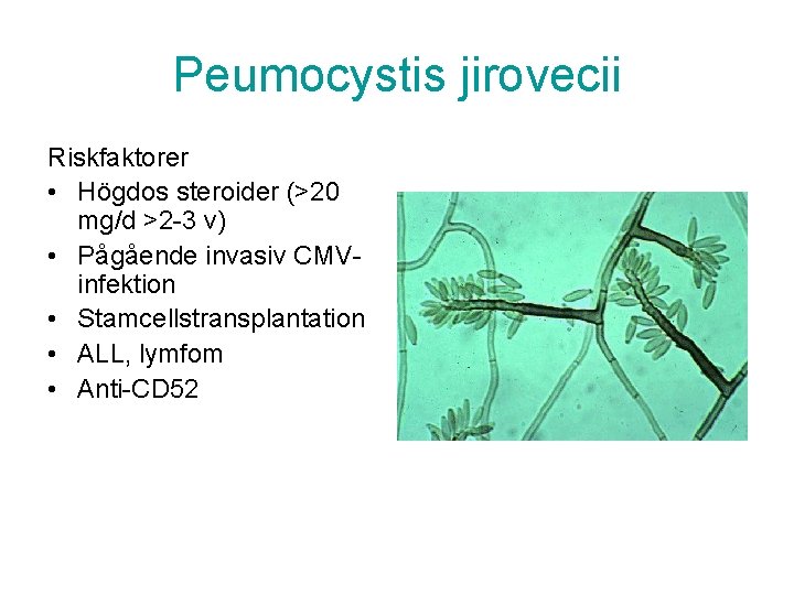 Peumocystis jirovecii Riskfaktorer • Högdos steroider (>20 mg/d >2 -3 v) • Pågående invasiv