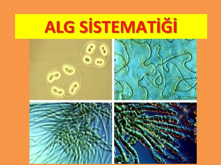 ALG SİSTEMATİĞİ ALG SİSTEMATİĞİ