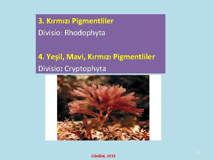 3. Kırmızı Pigmentliler Divisio: Rhodophyta 4. Yeşil, Mavi, Kırmızı Pigmentliler Divisio: Cryptophyta Gönülol, 2019 3. Kırmızı Pigmentliler Divisio: Rhodophyta 4. Yeşil, Mavi, Kırmızı Pigmentliler Divisio: Cryptophyta Gönülol, 2019