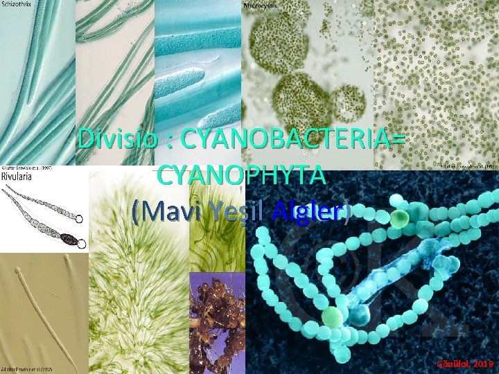 Divisio : CYANOBACTERIA= CYANOPHYTA (Mavi Yeşil Algler) Gönülol, 2019 Divisio : CYANOBACTERIA= CYANOPHYTA (Mavi Yeşil Algler) Gönülol, 2019