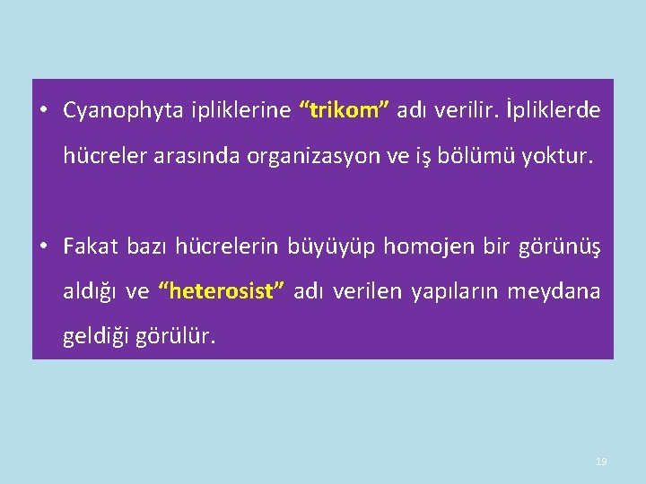 • Cyanophyta ipliklerine “trikom” adı verilir. İpliklerde hücreler arasında organizasyon ve iş bölümü • Cyanophyta ipliklerine “trikom” adı verilir. İpliklerde hücreler arasında organizasyon ve iş bölümü