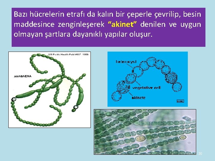 Bazı hücrelerin etrafı da kalın bir çeperle çevrilip, besin maddesince zenginleşerek “akinet” denilen ve Bazı hücrelerin etrafı da kalın bir çeperle çevrilip, besin maddesince zenginleşerek “akinet” denilen ve