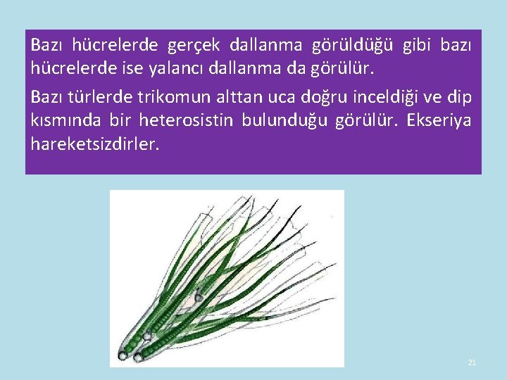 Bazı hücrelerde gerçek dallanma görüldüğü gibi bazı hücrelerde ise yalancı dallanma da görülür. Bazı Bazı hücrelerde gerçek dallanma görüldüğü gibi bazı hücrelerde ise yalancı dallanma da görülür. Bazı