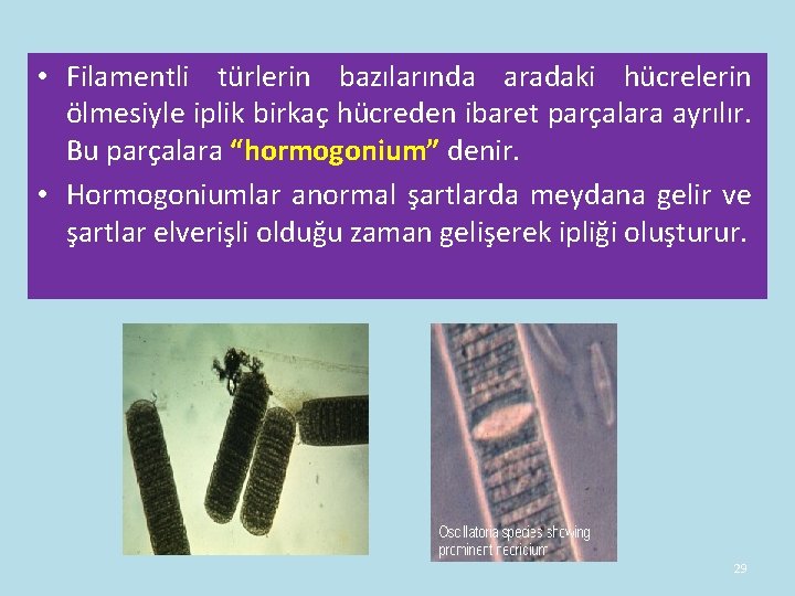 • Filamentli türlerin bazılarında aradaki hücrelerin ölmesiyle iplik birkaç hücreden ibaret parçalara ayrılır. • Filamentli türlerin bazılarında aradaki hücrelerin ölmesiyle iplik birkaç hücreden ibaret parçalara ayrılır.