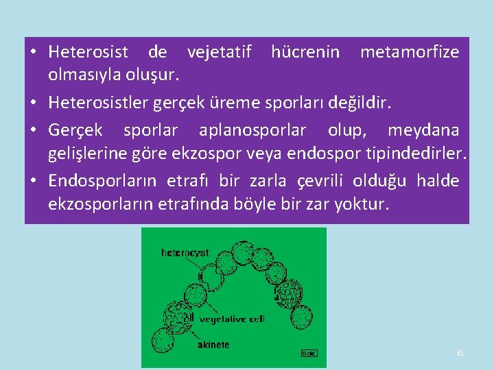 • Heterosist de vejetatif hücrenin metamorfize olmasıyla oluşur. • Heterosistler gerçek üreme sporları • Heterosist de vejetatif hücrenin metamorfize olmasıyla oluşur. • Heterosistler gerçek üreme sporları