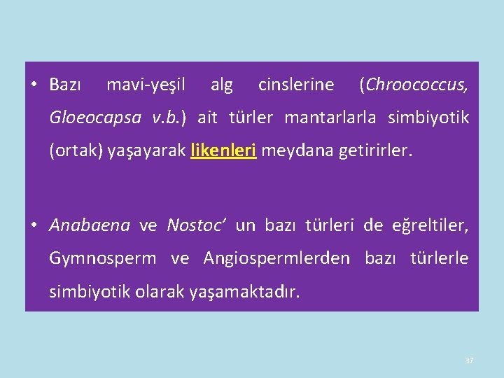 • Bazı mavi-yeşil alg cinslerine (Chroococcus, Gloeocapsa v. b. ) ait türler mantarlarla • Bazı mavi-yeşil alg cinslerine (Chroococcus, Gloeocapsa v. b. ) ait türler mantarlarla