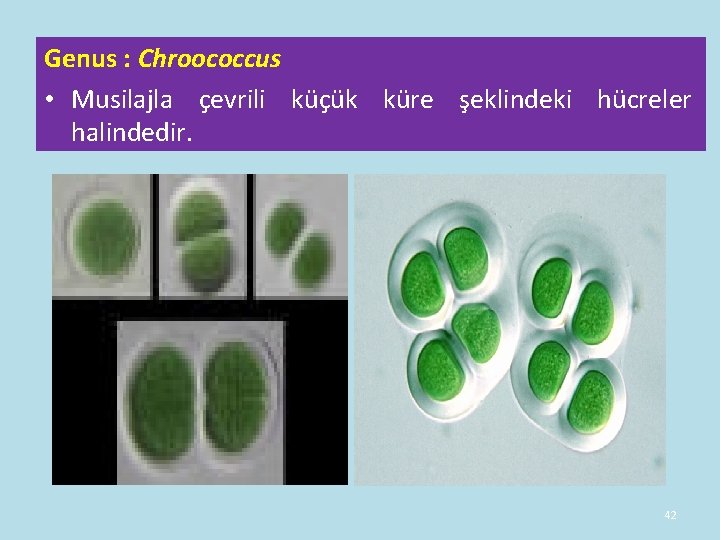 Genus : Chroococcus • Musilajla çevrili küçük küre şeklindeki hücreler halindedir. 42 Genus : Chroococcus • Musilajla çevrili küçük küre şeklindeki hücreler halindedir. 42