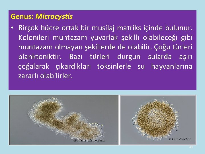 Genus: Microcystis • Birçok hücre ortak bir musilaj matriks içinde bulunur. Kolonileri muntazam yuvarlak Genus: Microcystis • Birçok hücre ortak bir musilaj matriks içinde bulunur. Kolonileri muntazam yuvarlak