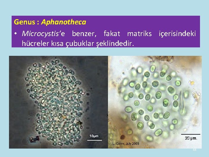Genus : Aphanotheca • Microcystis’e benzer, fakat matriks içerisindeki hücreler kısa çubuklar şeklindedir. 44 Genus : Aphanotheca • Microcystis’e benzer, fakat matriks içerisindeki hücreler kısa çubuklar şeklindedir. 44