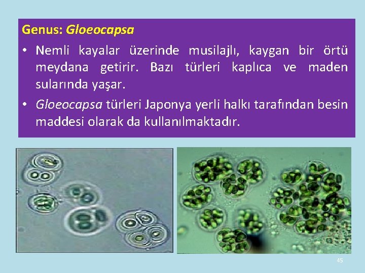 Genus: Gloeocapsa • Nemli kayalar üzerinde musilajlı, kaygan bir örtü meydana getirir. Bazı türleri Genus: Gloeocapsa • Nemli kayalar üzerinde musilajlı, kaygan bir örtü meydana getirir. Bazı türleri