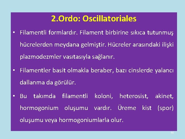 2. Ordo: Oscillatoriales • Filamentli formlardır. Filament birbirine sıkıca tutunmuş hücrelerden meydana gelmiştir. Hücreler 2. Ordo: Oscillatoriales • Filamentli formlardır. Filament birbirine sıkıca tutunmuş hücrelerden meydana gelmiştir. Hücreler