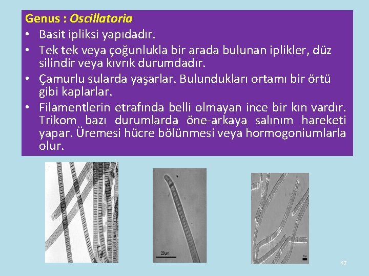 Genus : Oscillatoria • Basit ipliksi yapıdadır. • Tek tek veya çoğunlukla bir arada Genus : Oscillatoria • Basit ipliksi yapıdadır. • Tek tek veya çoğunlukla bir arada