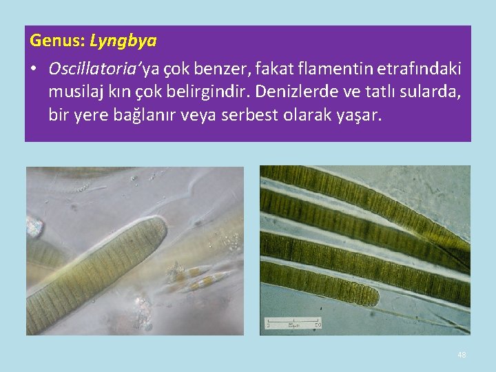 Genus: Lyngbya • Oscillatoria’ya çok benzer, fakat flamentin etrafındaki musilaj kın çok belirgindir. Denizlerde Genus: Lyngbya • Oscillatoria’ya çok benzer, fakat flamentin etrafındaki musilaj kın çok belirgindir. Denizlerde