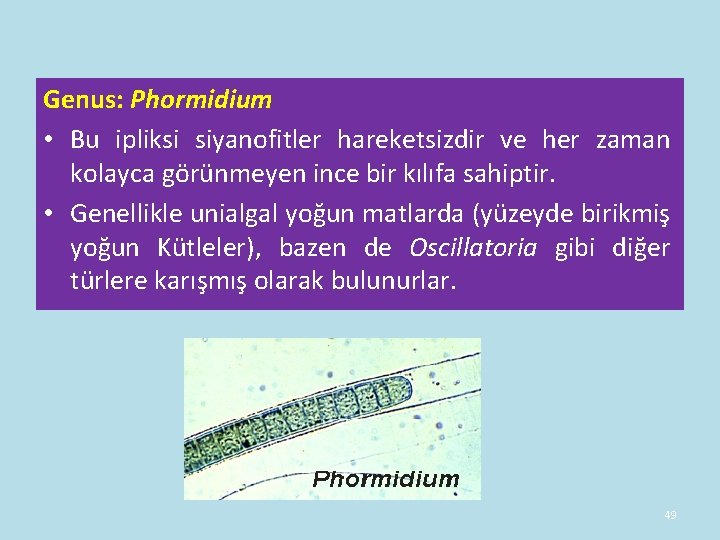 Genus: Phormidium • Bu ipliksi siyanofitler hareketsizdir ve her zaman kolayca görünmeyen ince bir Genus: Phormidium • Bu ipliksi siyanofitler hareketsizdir ve her zaman kolayca görünmeyen ince bir