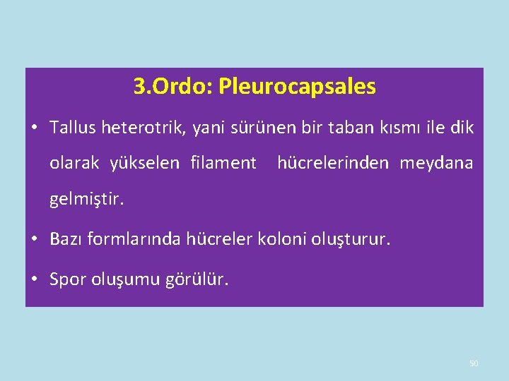 3. Ordo: Pleurocapsales • Tallus heterotrik, yani sürünen bir taban kısmı ile dik olarak 3. Ordo: Pleurocapsales • Tallus heterotrik, yani sürünen bir taban kısmı ile dik olarak