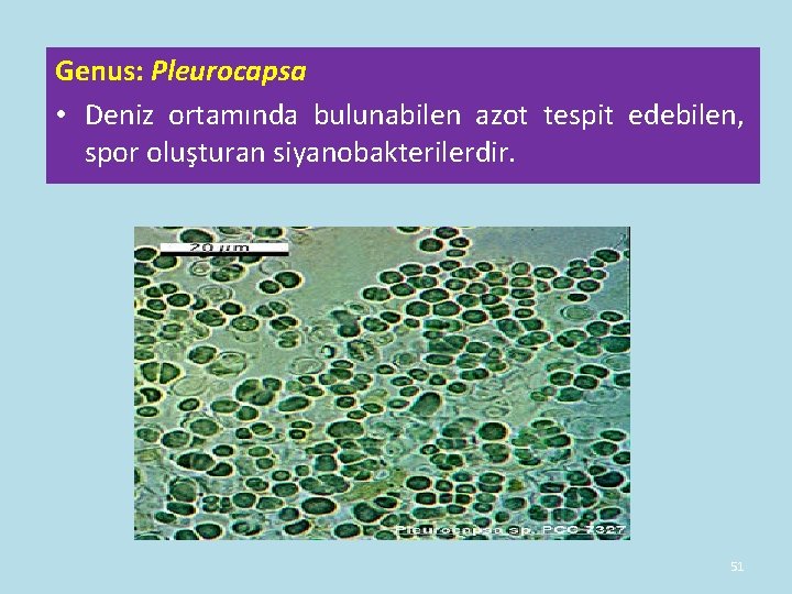 Genus: Pleurocapsa • Deniz ortamında bulunabilen azot tespit edebilen, spor oluşturan siyanobakterilerdir. 51 Genus: Pleurocapsa • Deniz ortamında bulunabilen azot tespit edebilen, spor oluşturan siyanobakterilerdir. 51