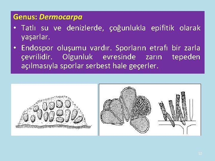 Genus: Dermocarpa • Tatlı su ve denizlerde, çoğunlukla epifitik olarak yaşarlar. • Endospor oluşumu Genus: Dermocarpa • Tatlı su ve denizlerde, çoğunlukla epifitik olarak yaşarlar. • Endospor oluşumu