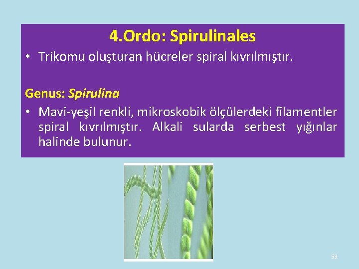 4. Ordo: Spirulinales • Trikomu oluşturan hücreler spiral kıvrılmıştır. Genus: Spirulina • Mavi-yeşil renkli, 4. Ordo: Spirulinales • Trikomu oluşturan hücreler spiral kıvrılmıştır. Genus: Spirulina • Mavi-yeşil renkli,