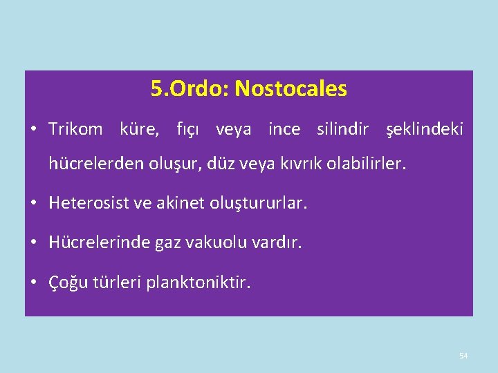5. Ordo: Nostocales • Trikom küre, fıçı veya ince silindir şeklindeki hücrelerden oluşur, düz 5. Ordo: Nostocales • Trikom küre, fıçı veya ince silindir şeklindeki hücrelerden oluşur, düz