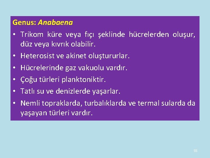 Genus: Anabaena • Trikom küre veya fıçı şeklinde hücrelerden oluşur, düz veya kıvrık olabilir. Genus: Anabaena • Trikom küre veya fıçı şeklinde hücrelerden oluşur, düz veya kıvrık olabilir.