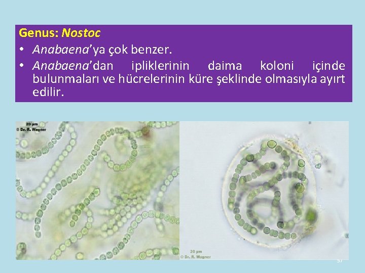 Genus: Nostoc • Anabaena’ya çok benzer. • Anabaena’dan ipliklerinin daima koloni içinde bulunmaları ve Genus: Nostoc • Anabaena’ya çok benzer. • Anabaena’dan ipliklerinin daima koloni içinde bulunmaları ve
