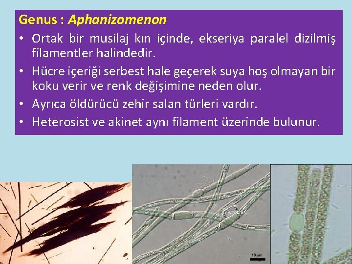 Genus : Aphanizomenon • Ortak bir musilaj kın içinde, ekseriya paralel dizilmiş filamentler halindedir. Genus : Aphanizomenon • Ortak bir musilaj kın içinde, ekseriya paralel dizilmiş filamentler halindedir.
