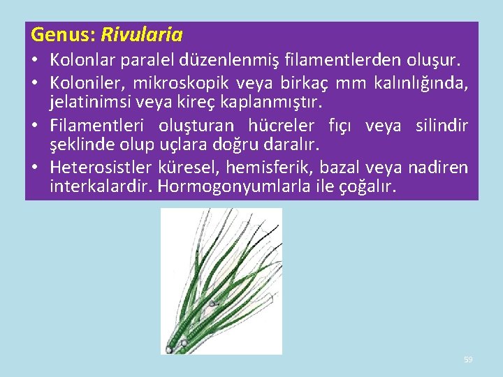 Genus: Rivularia • Kolonlar paralel düzenlenmiş filamentlerden oluşur. • Koloniler, mikroskopik veya birkaç mm Genus: Rivularia • Kolonlar paralel düzenlenmiş filamentlerden oluşur. • Koloniler, mikroskopik veya birkaç mm