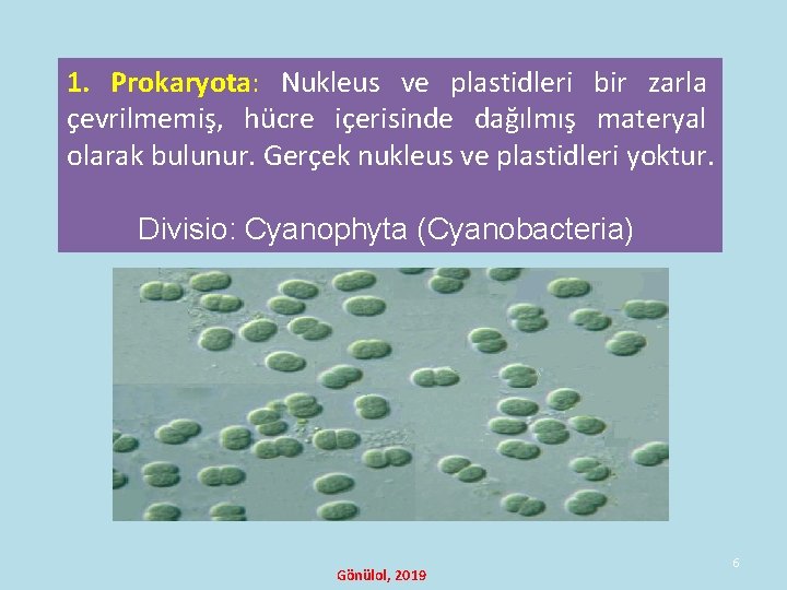 1. Prokaryota: Nukleus ve plastidleri bir zarla çevrilmemiş, hücre içerisinde dağılmış materyal olarak bulunur. 1. Prokaryota: Nukleus ve plastidleri bir zarla çevrilmemiş, hücre içerisinde dağılmış materyal olarak bulunur.