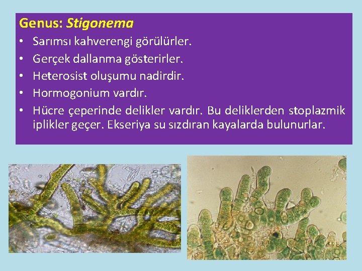 Genus: Stigonema • • • Sarımsı kahverengi görülürler. Gerçek dallanma gösterirler. Heterosist oluşumu nadirdir. Genus: Stigonema • • • Sarımsı kahverengi görülürler. Gerçek dallanma gösterirler. Heterosist oluşumu nadirdir.