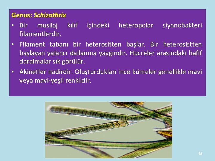 Genus: Schizothrix • Bir musilaj kılıf içindeki heteropolar siyanobakteri filamentlerdir. • Filament tabanı bir Genus: Schizothrix • Bir musilaj kılıf içindeki heteropolar siyanobakteri filamentlerdir. • Filament tabanı bir