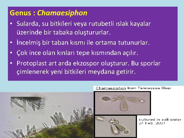 Genus : Chamaesiphon • Sularda, su bitkileri veya rutubetli ıslak kayalar üzerinde bir tabaka Genus : Chamaesiphon • Sularda, su bitkileri veya rutubetli ıslak kayalar üzerinde bir tabaka