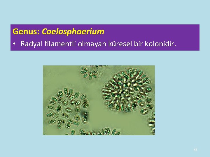 Genus: Coelosphaerium • Radyal filamentli olmayan küresel bir kolonidir. 65 Genus: Coelosphaerium • Radyal filamentli olmayan küresel bir kolonidir. 65
