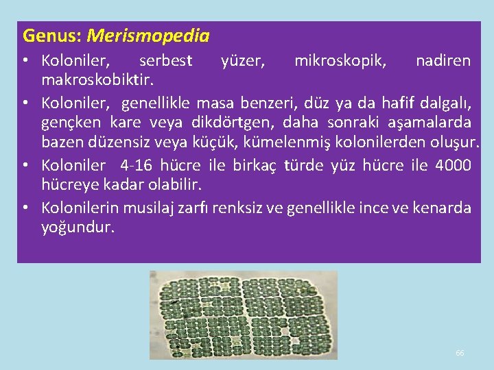 Genus: Merismopedia • Koloniler, serbest yüzer, mikroskopik, nadiren makroskobiktir. • Koloniler, genellikle masa benzeri, Genus: Merismopedia • Koloniler, serbest yüzer, mikroskopik, nadiren makroskobiktir. • Koloniler, genellikle masa benzeri,