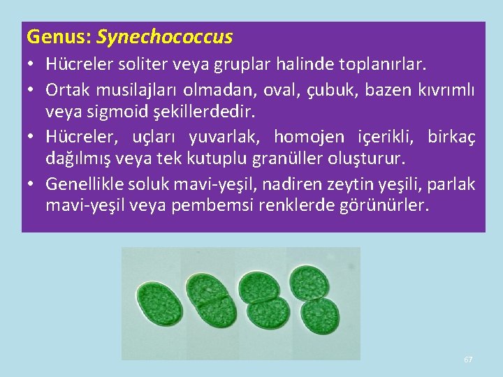 Genus: Synechococcus • Hücreler soliter veya gruplar halinde toplanırlar. • Ortak musilajları olmadan, oval, Genus: Synechococcus • Hücreler soliter veya gruplar halinde toplanırlar. • Ortak musilajları olmadan, oval,