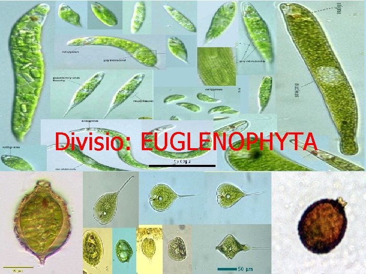 Divisio: EUGLENOPHYTA 68 Divisio: EUGLENOPHYTA 68
