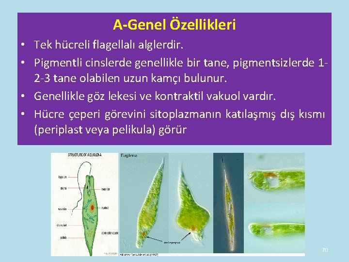 A-Genel Özellikleri • Tek hücreli flagellalı alglerdir. • Pigmentli cinslerde genellikle bir tane, pigmentsizlerde A-Genel Özellikleri • Tek hücreli flagellalı alglerdir. • Pigmentli cinslerde genellikle bir tane, pigmentsizlerde