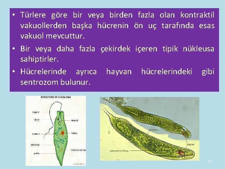 • Türlere göre bir veya birden fazla olan kontraktil vakuollerden başka hücrenin ön • Türlere göre bir veya birden fazla olan kontraktil vakuollerden başka hücrenin ön