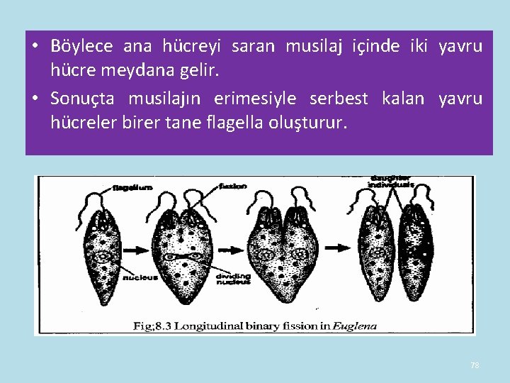 • Böylece ana hücreyi saran musilaj içinde iki yavru hücre meydana gelir. • • Böylece ana hücreyi saran musilaj içinde iki yavru hücre meydana gelir. •