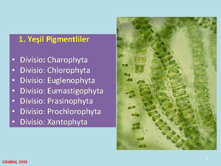 1. Yeşil Pigmentliler • • Divisio: Charophyta Divisio: Chlorophyta Divisio: Euglenophyta Divisio: Eumastigophyta Divisio: 1. Yeşil Pigmentliler • • Divisio: Charophyta Divisio: Chlorophyta Divisio: Euglenophyta Divisio: Eumastigophyta Divisio: