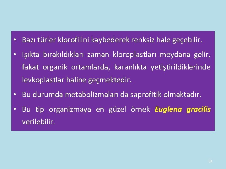 • Bazı türler klorofilini kaybederek renksiz hale geçebilir. • Işıkta bırakıldıkları zaman kloroplastları • Bazı türler klorofilini kaybederek renksiz hale geçebilir. • Işıkta bırakıldıkları zaman kloroplastları