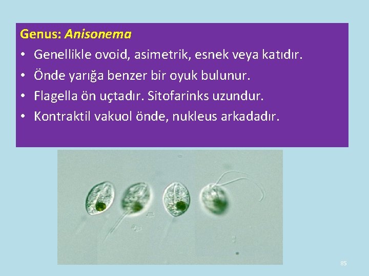 Genus: Anisonema • Genellikle ovoid, asimetrik, esnek veya katıdır. • Önde yarığa benzer bir Genus: Anisonema • Genellikle ovoid, asimetrik, esnek veya katıdır. • Önde yarığa benzer bir