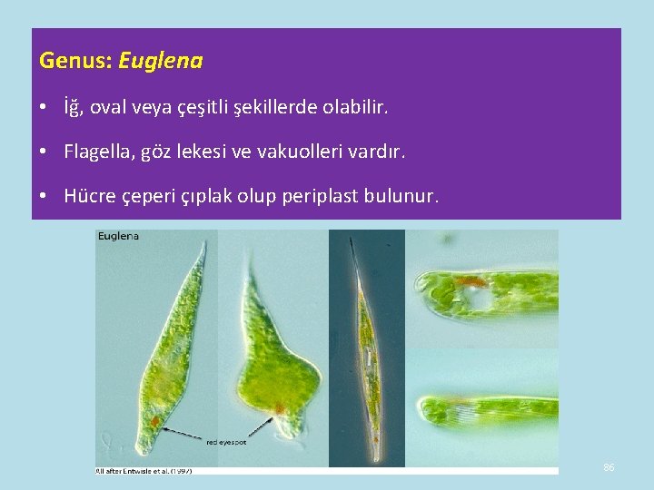 Genus: Euglena • İğ, oval veya çeşitli şekillerde olabilir. • Flagella, göz lekesi ve Genus: Euglena • İğ, oval veya çeşitli şekillerde olabilir. • Flagella, göz lekesi ve