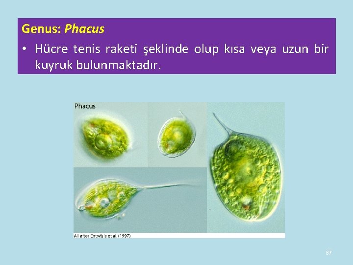 Genus: Phacus • Hücre tenis raketi şeklinde olup kısa veya uzun bir kuyruk bulunmaktadır. Genus: Phacus • Hücre tenis raketi şeklinde olup kısa veya uzun bir kuyruk bulunmaktadır.