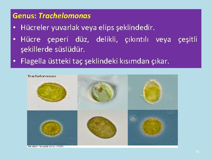 Genus: Trachelomonas • Hücreler yuvarlak veya elips şeklindedir. • Hücre çeperi düz, delikli, çıkıntılı Genus: Trachelomonas • Hücreler yuvarlak veya elips şeklindedir. • Hücre çeperi düz, delikli, çıkıntılı