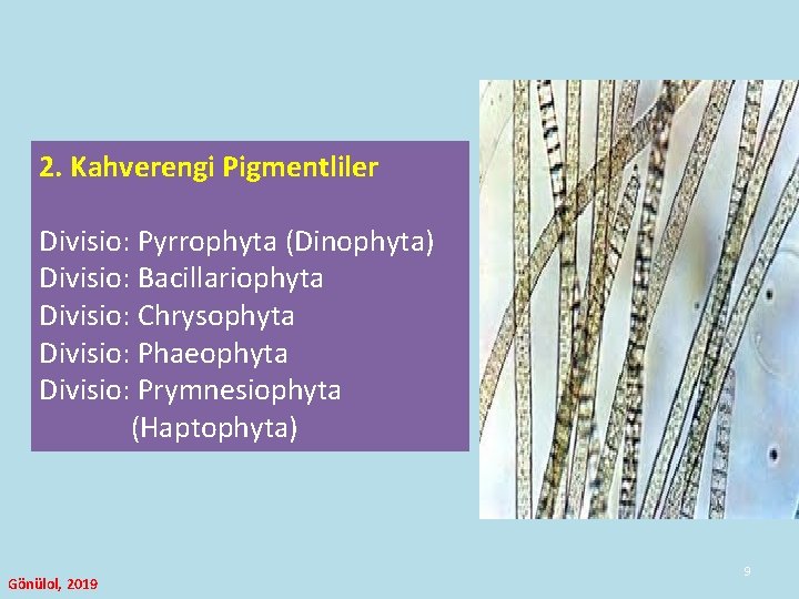 2. Kahverengi Pigmentliler Divisio: Pyrrophyta (Dinophyta) Divisio: Bacillariophyta Divisio: Chrysophyta Divisio: Phaeophyta Divisio: Prymnesiophyta 2. Kahverengi Pigmentliler Divisio: Pyrrophyta (Dinophyta) Divisio: Bacillariophyta Divisio: Chrysophyta Divisio: Phaeophyta Divisio: Prymnesiophyta