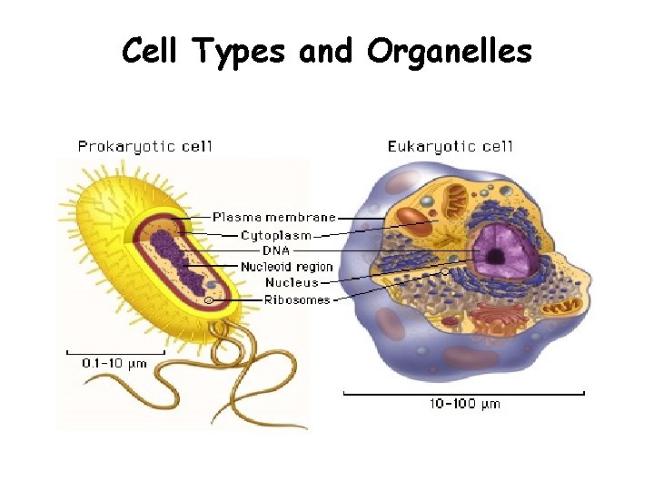 Cell Types and Organelles 