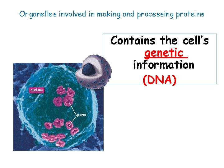Organelles involved in making and processing proteins Contains the cell’s genetic information (DNA) 