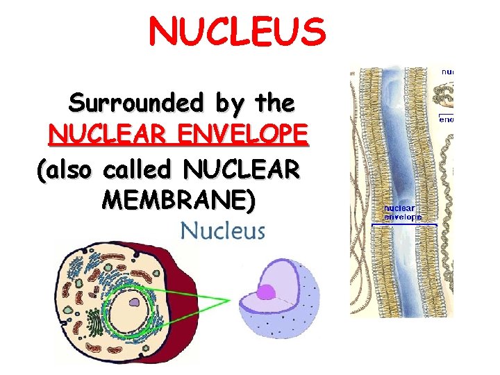 NUCLEUS Surrounded by the NUCLEAR ENVELOPE (also called NUCLEAR MEMBRANE) 