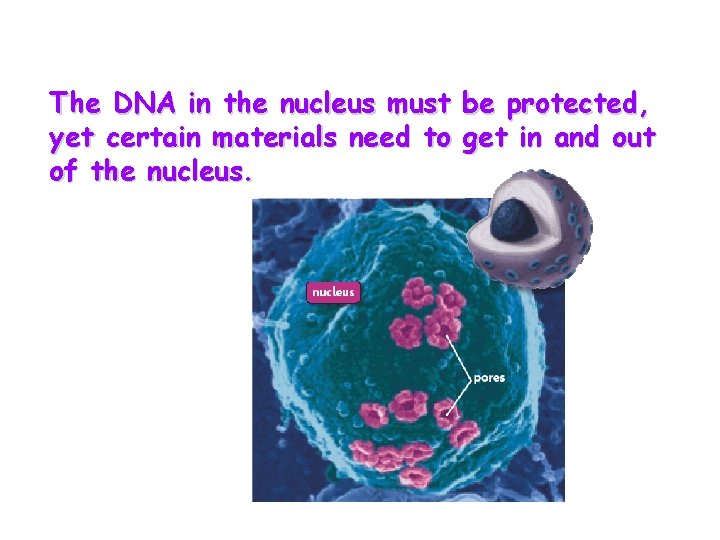 The DNA in the nucleus must be protected, yet certain materials need to get